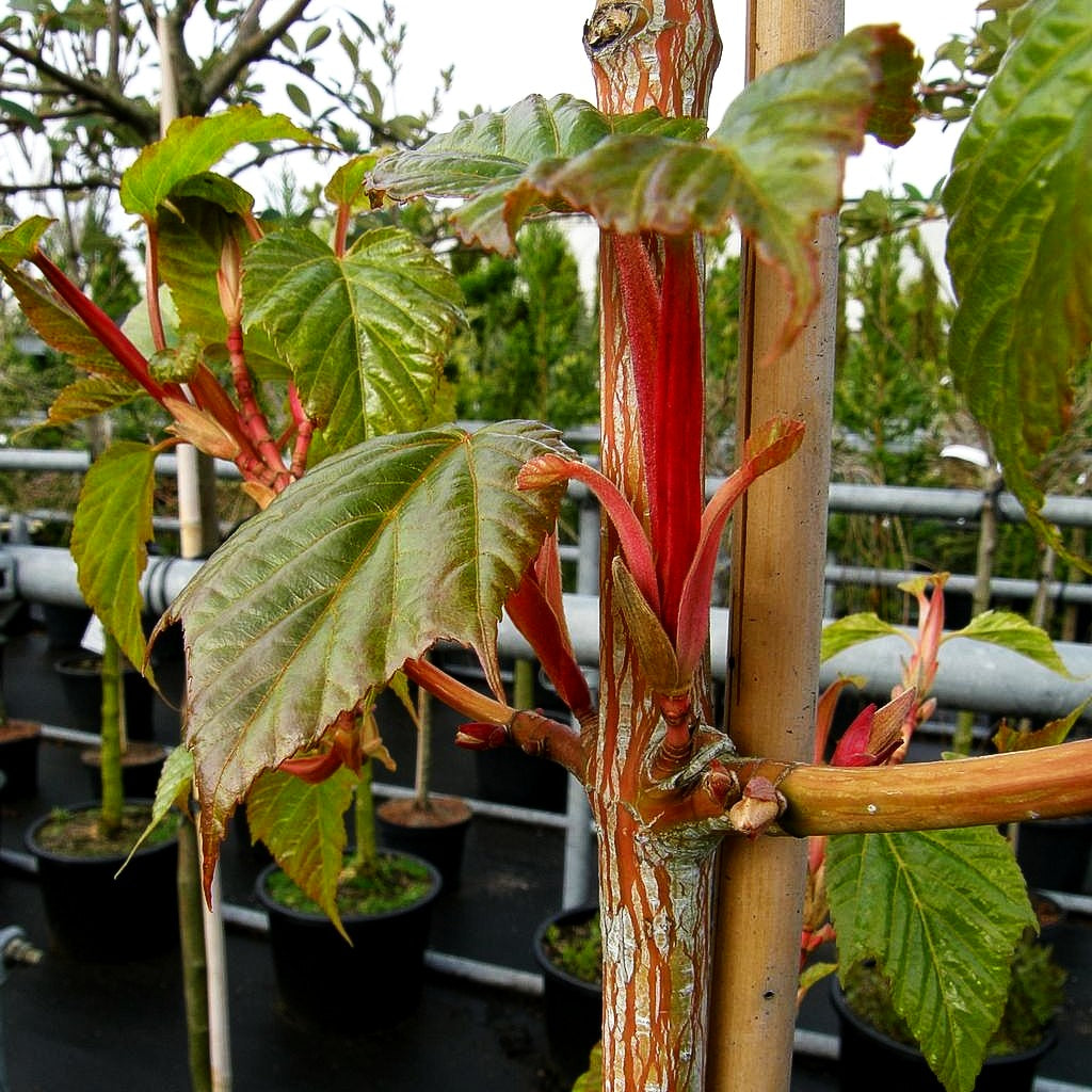 Rotholziger Streifen-Ahorn 'Red Flamingo' (Acer x conspicuum)