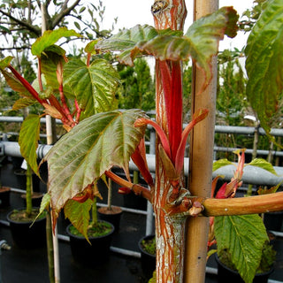 Rotholziger Streifen-Ahorn 'Red Flamingo' (Acer x conspicuum)