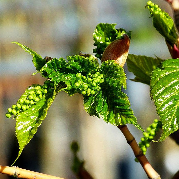 Rotholziger Streifen-Ahorn 'Red Flamingo' (Acer x conspicuum)