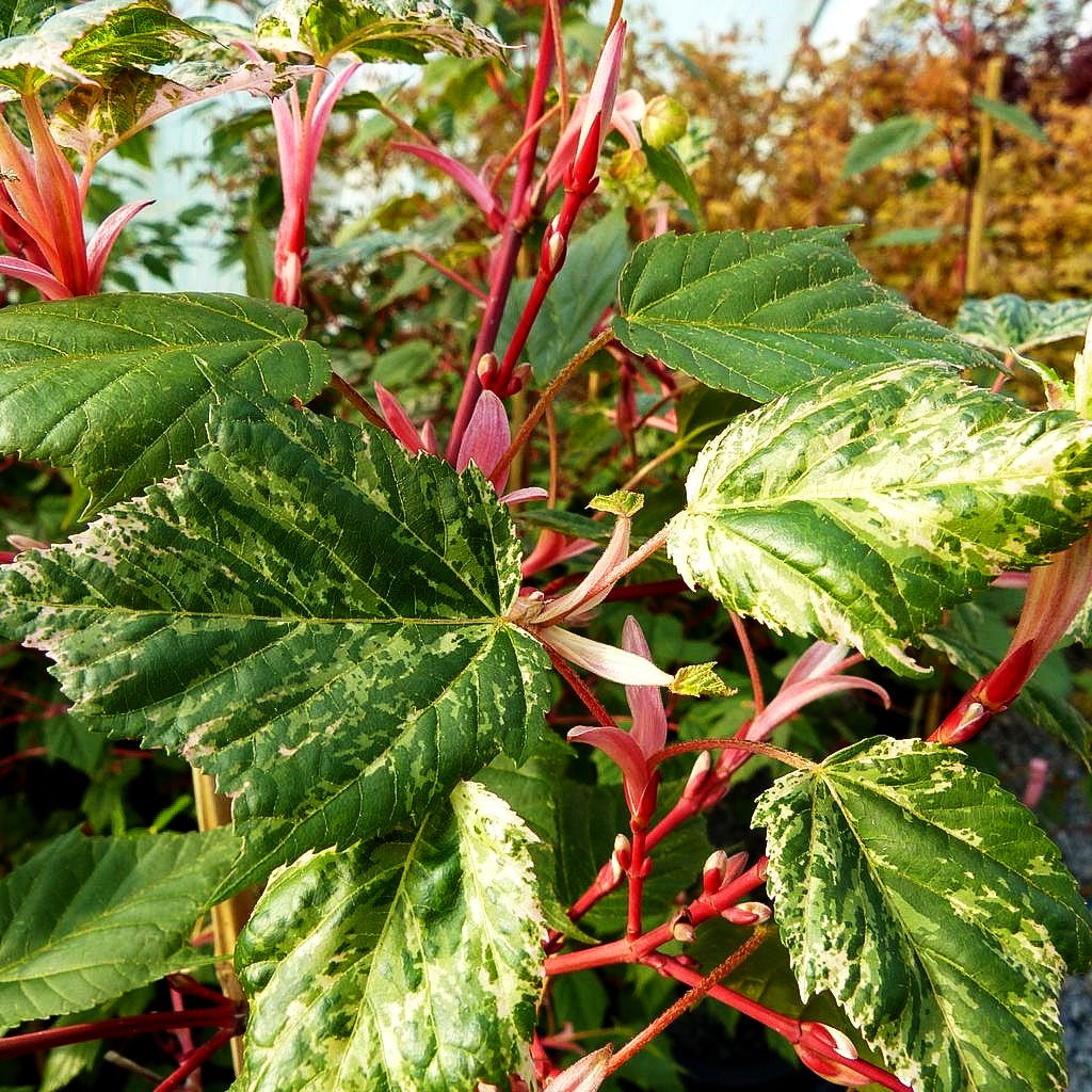 Rotholziger Streifen-Ahorn 'Red Flamingo' (Acer x conspicuum)