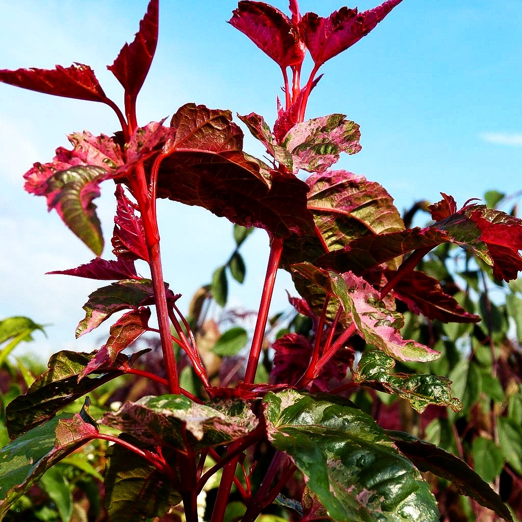 Rotholziger Streifen-Ahorn 'Red Flamingo' (Acer x conspicuum)