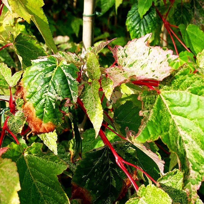 Rotholziger Streifen-Ahorn 'Silver Cardinal' (Acer x conspicuum)