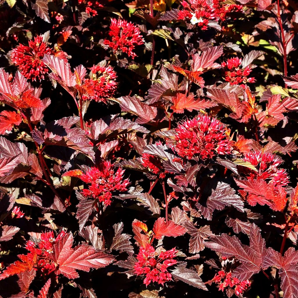 Rotlaubige Blasenspiere 'Center Glow' (Physocarpus opulifolius)