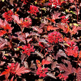Rotlaubige Blasenspiere 'Center Glow' (Physocarpus opulifolius)
