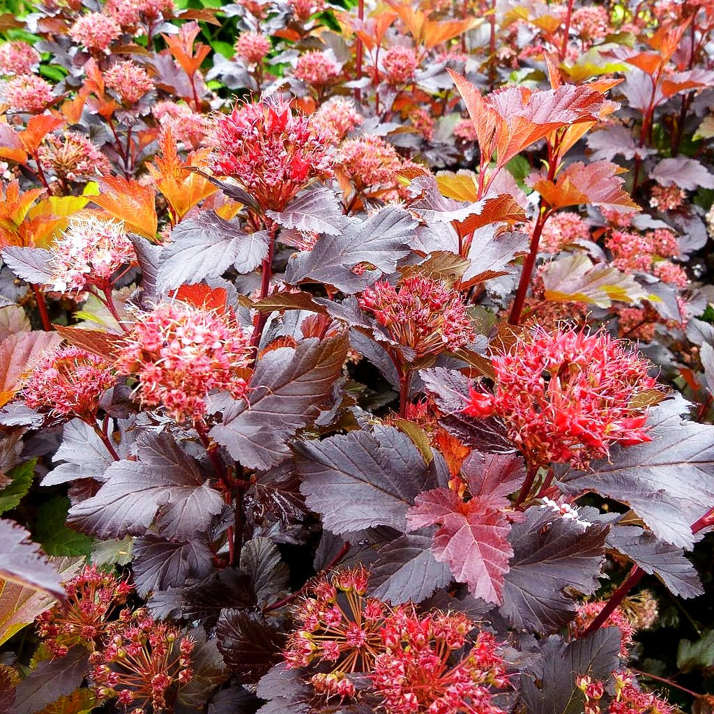 Rotlaubige Blasenspiere 'Center Glow' (Physocarpus opulifolius)