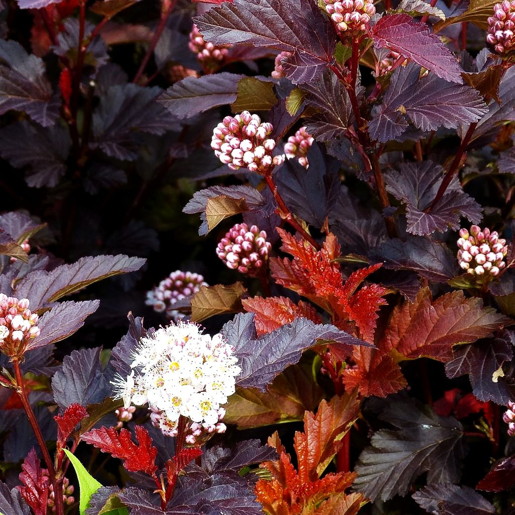 Rotlaubige Blasenspiere 'Center Glow' (Physocarpus opulifolius)