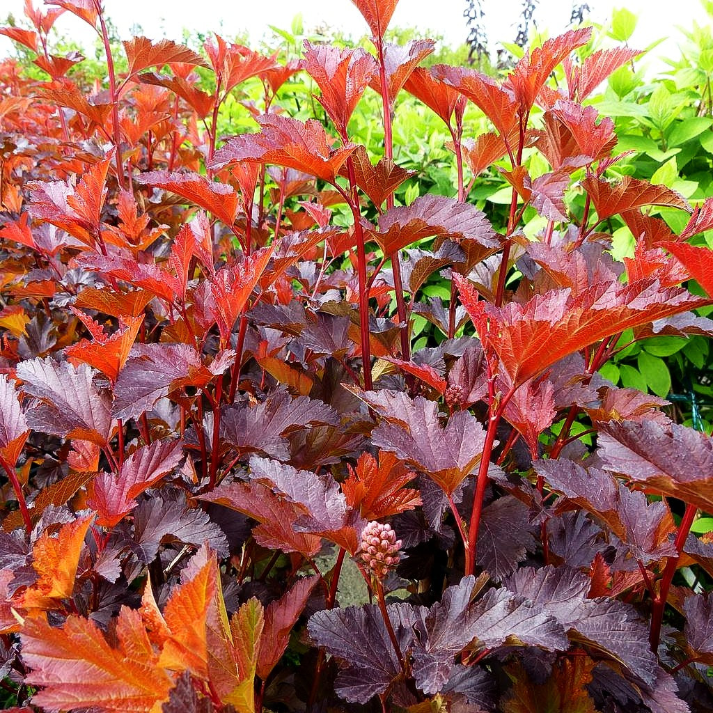 Rotlaubige Blasenspiere 'Center Glow' (Physocarpus opulifolius)