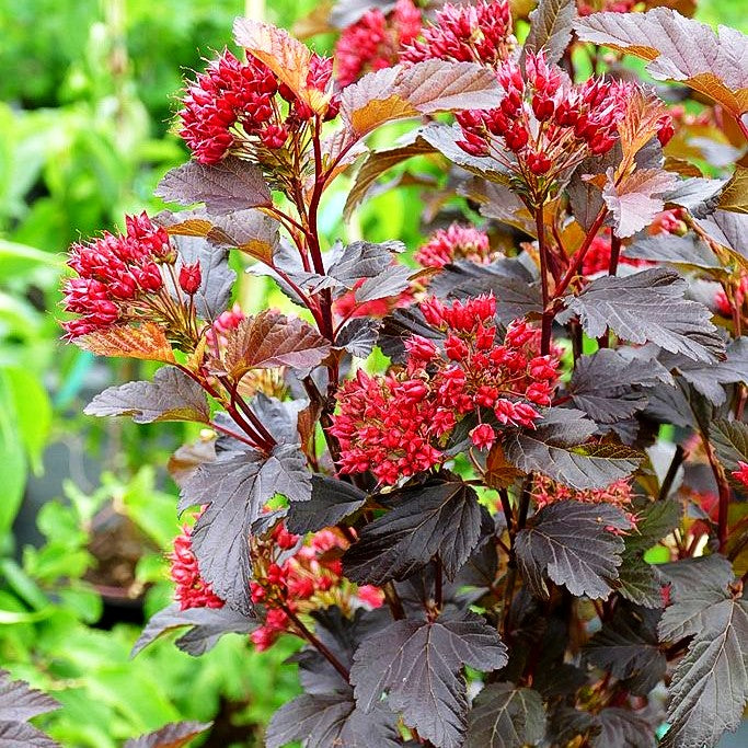 Rotlaubige Blasenspiere 'Center Glow' (Physocarpus opulifolius)
