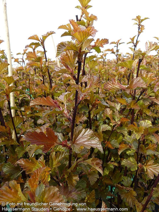 Rotlaubige Blasenspiere 'Diable d'Or' (Physocarpus opulifolius)