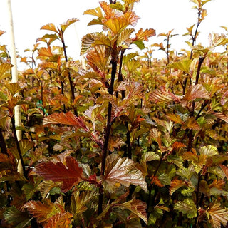 Rotlaubige Blasenspiere 'Diable d'Or' (Physocarpus opulifolius)