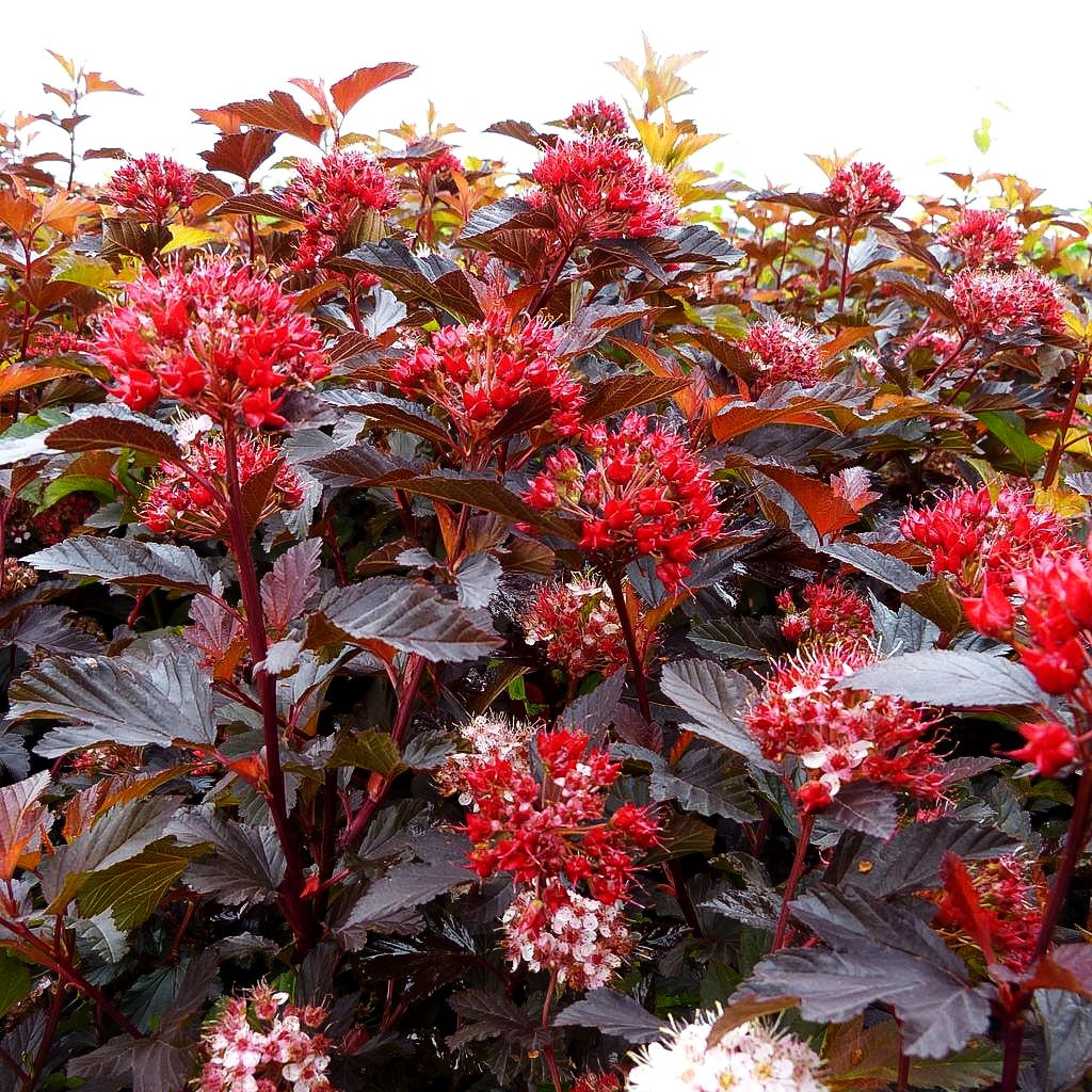 Rotlaubige Blasenspiere 'Diable d'Or' (Physocarpus opulifolius)