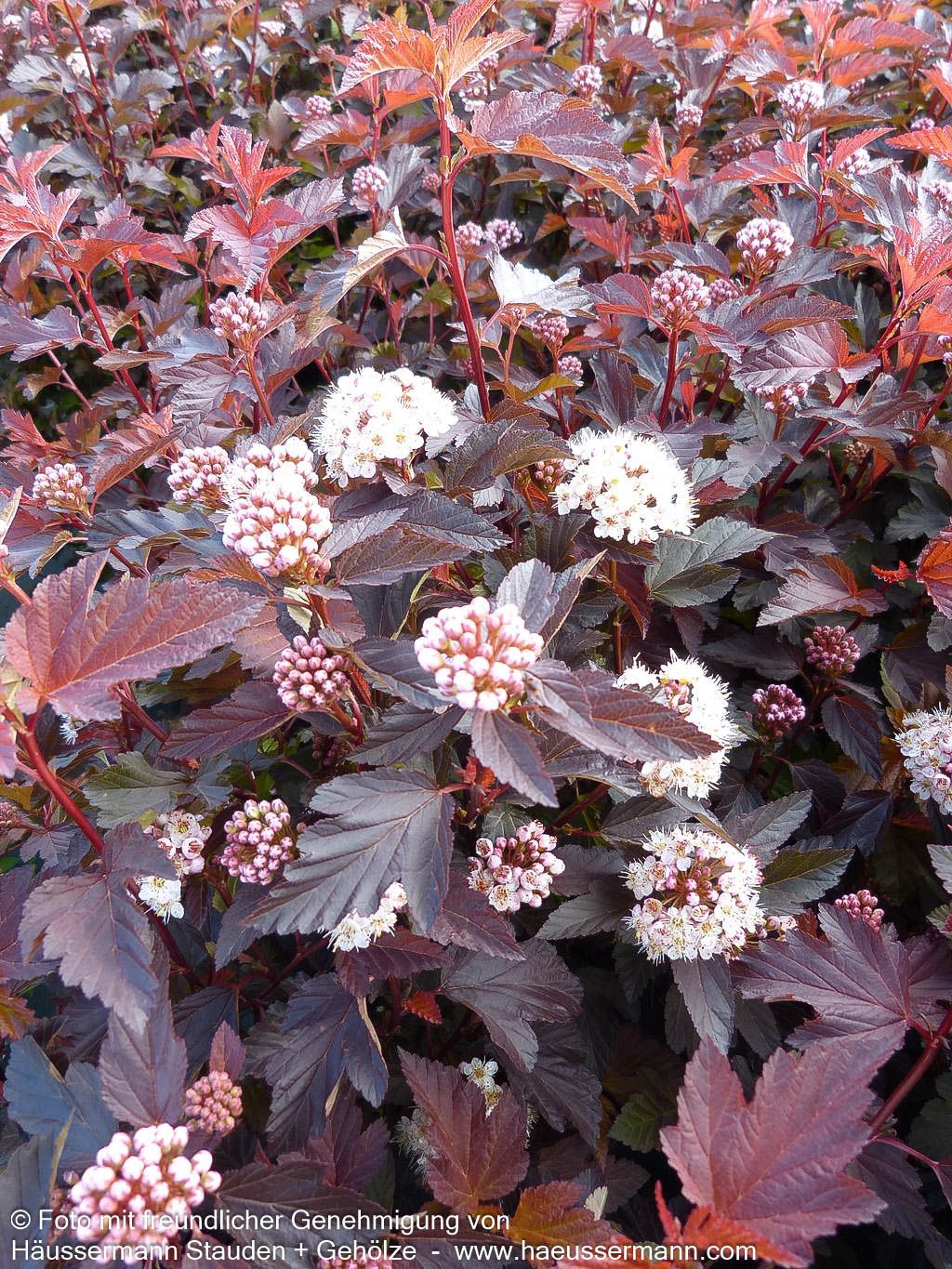 Rotlaubige Blasenspiere 'Diable d'Or' (Physocarpus opulifolius)