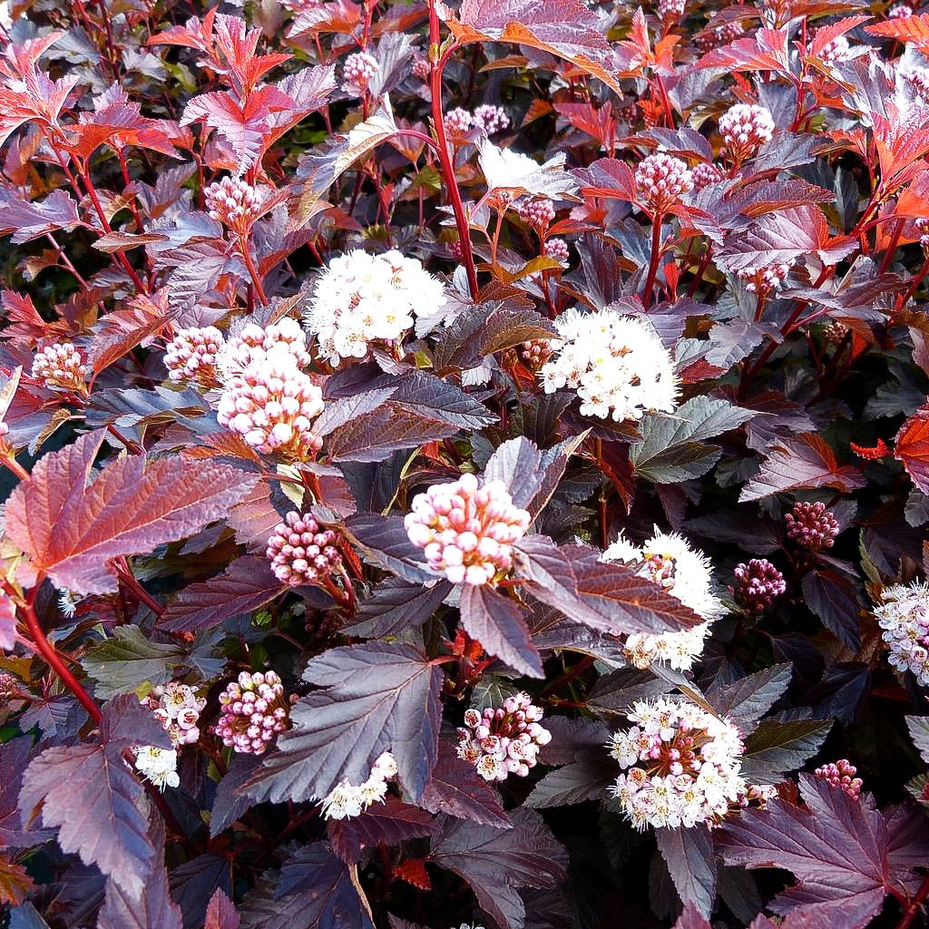 Rotlaubige Blasenspiere 'Diable d'Or' (Physocarpus opulifolius)
