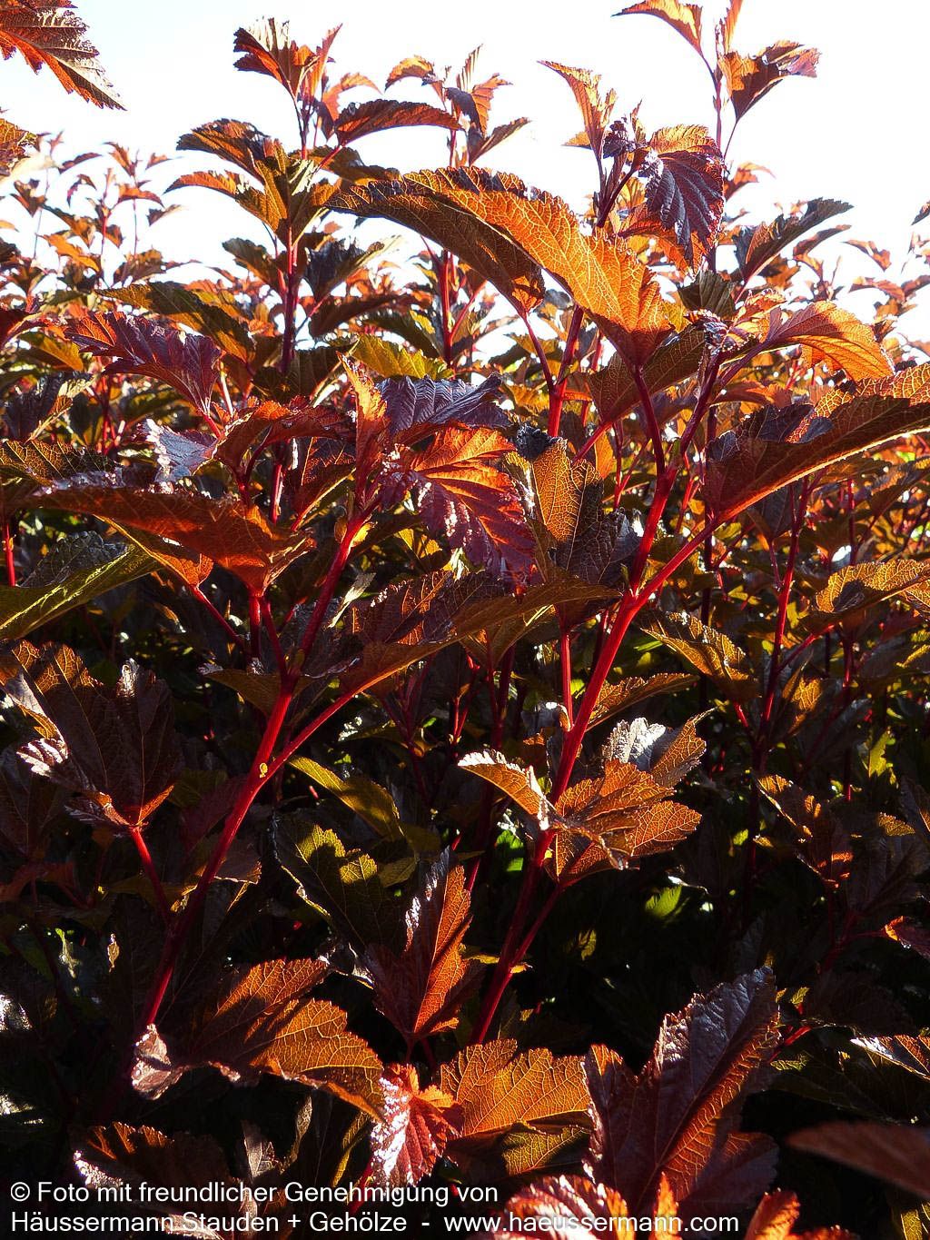 Rotlaubige Blasenspiere 'Diable d'Or' (Physocarpus opulifolius)
