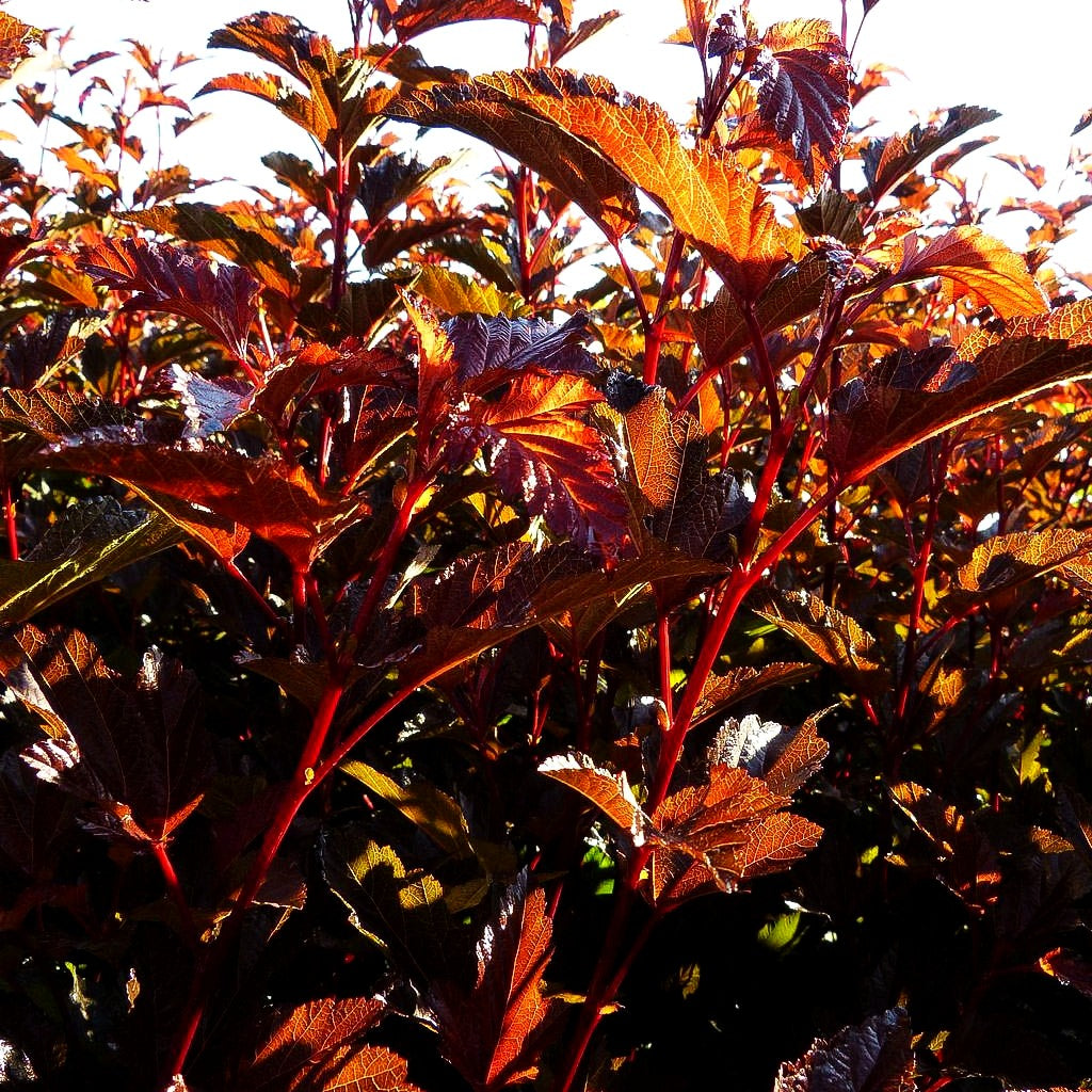 Rotlaubige Blasenspiere 'Diable d'Or' (Physocarpus opulifolius)