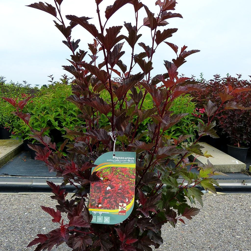 Rotlaubige Blasenspiere 'Diable d'Or' (Physocarpus opulifolius)