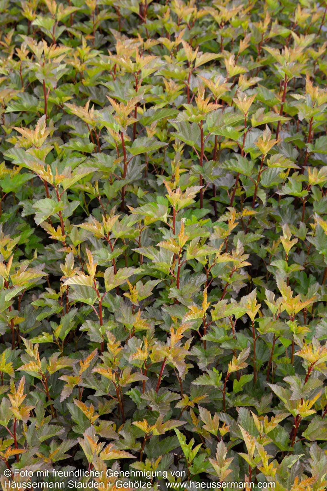 Rotlaubige Blasenspiere 'Diable d'Or' (Physocarpus opulifolius)