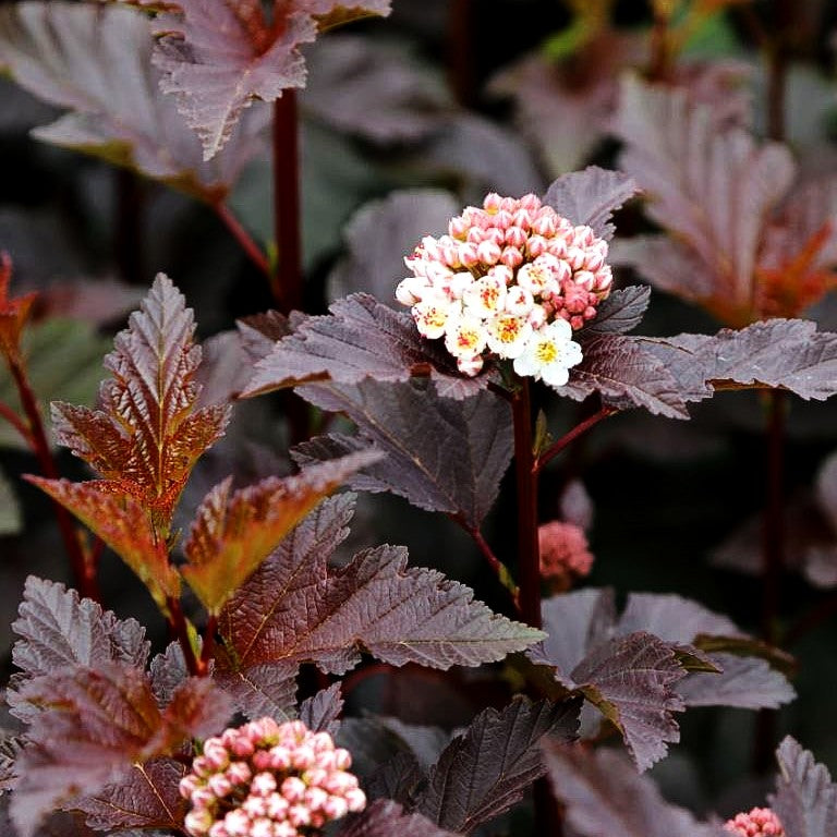 Rotlaubige Blasenspiere 'Diabolo' (Physocarpus opulifolius)