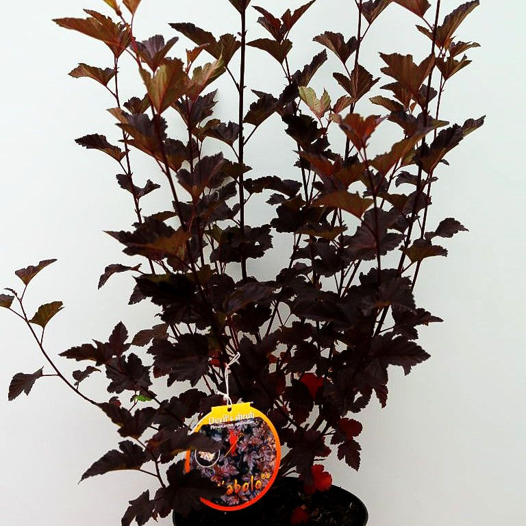 Rotlaubige Blasenspiere 'Diabolo' (Physocarpus opulifolius)