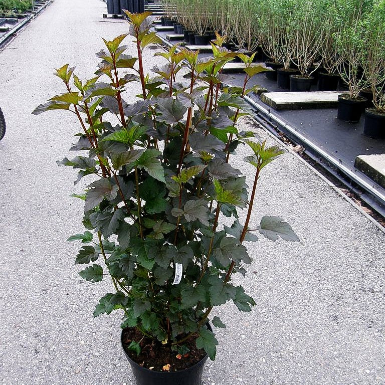 Rotlaubige Blasenspiere 'Diabolo' (Physocarpus opulifolius)