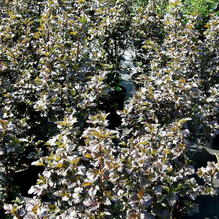 Rotlaubige Blasenspiere 'Diabolo' (Physocarpus opulifolius)