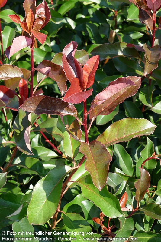 Rotlaubige Glanzmispel 'Carré Rouge' (Photinia fraseri)