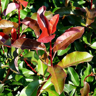 Rotlaubige Glanzmispel 'Carré Rouge' (Photinia fraseri)