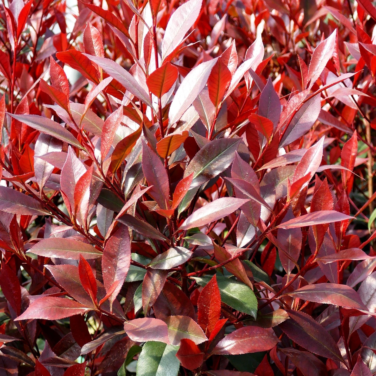 Rotlaubige Glanzmispel 'Carré Rouge' (Photinia fraseri)