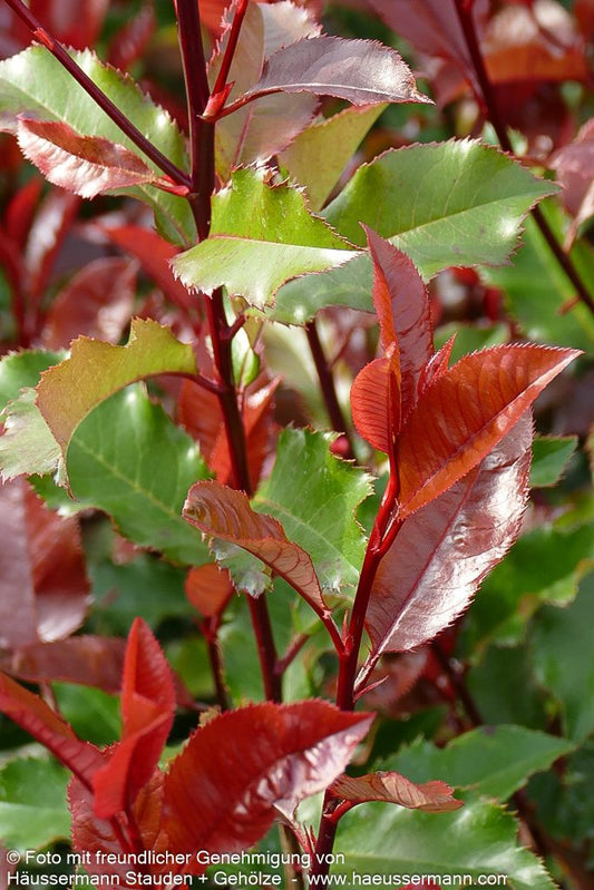 Rotlaubige Glanzmispel 'Magical Volcano' (Photinia fraseri)
