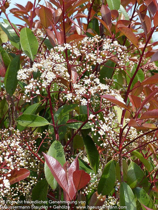 Rotlaubige Glanzmispel 'Red Robin' (Photinia fraseri)