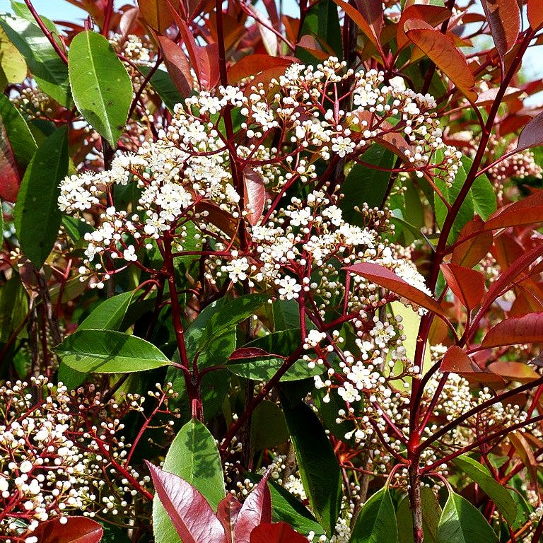 Rotlaubige Glanzmispel 'Red Robin' (Photinia fraseri)