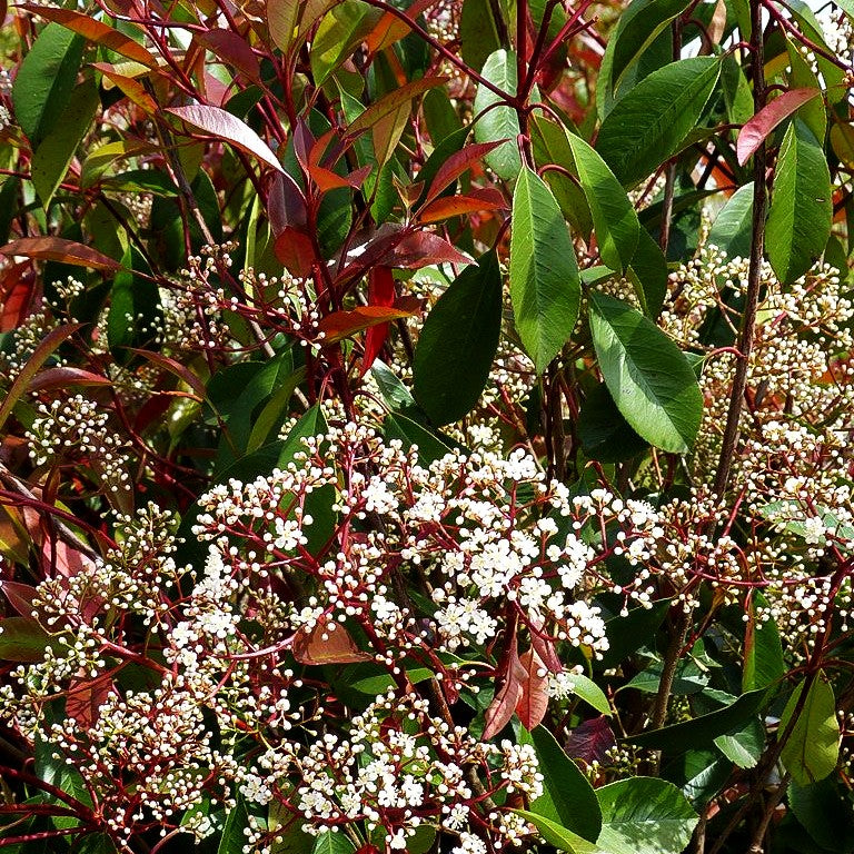 photinia red robin mehrstämmig Rotlaubige Glanzmispel 'Red Robin' (Photinia fraseri) kaufen –  pflanzenmax.de