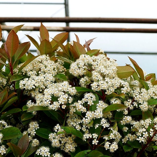 Rotlaubige Glanzmispel 'Red Robin' (Photinia fraseri) kaufen –  pflanzenmax.de