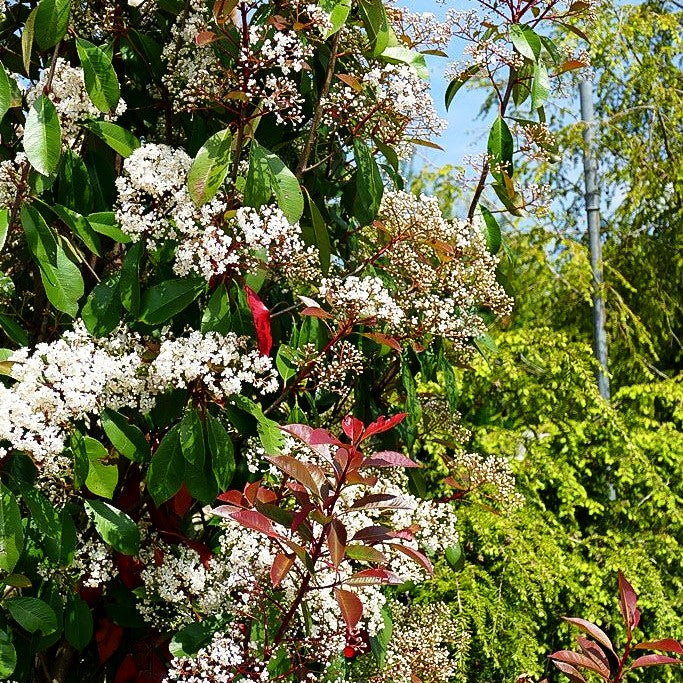 Rotlaubige Glanzmispel 'Red Robin' (Photinia fraseri) kaufen –  pflanzenmax.de