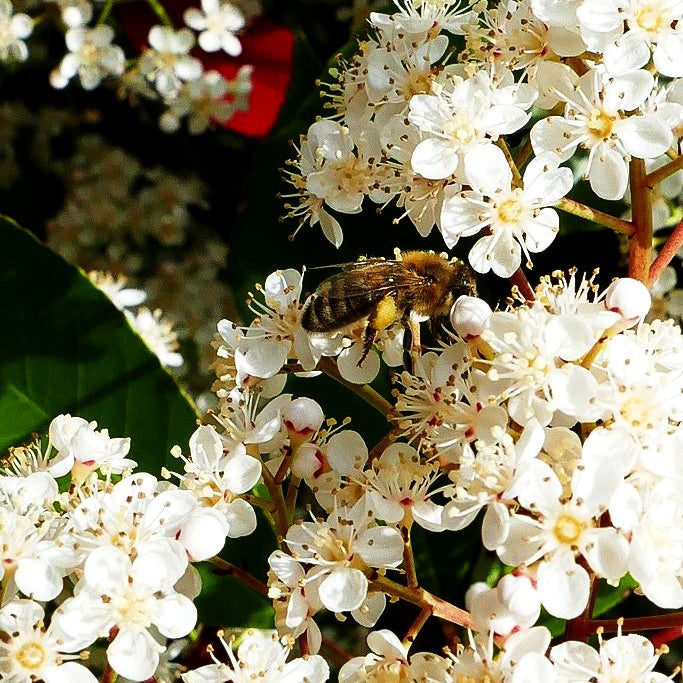glanzmispel insekten Rotlaubige Glanzmispel 'Red Robin' (Photinia fraseri) kaufen –  pflanzenmax.de