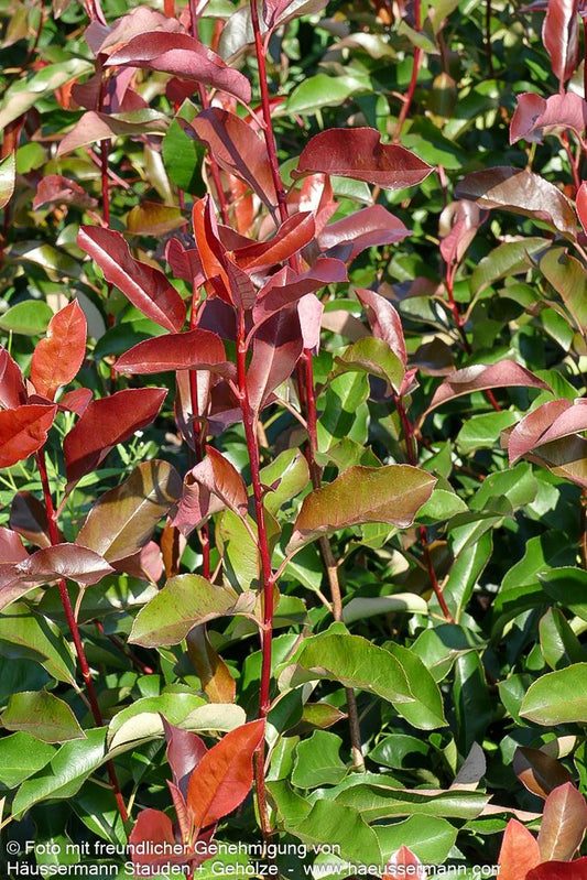 Rotlaubige Glanzmispel 'Red Select' (Photinia fraseri)