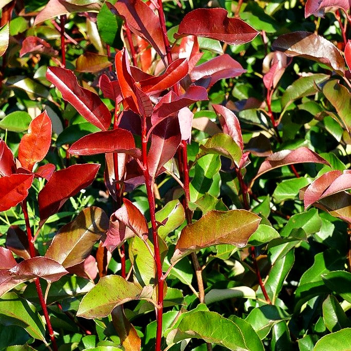 Rotlaubige Glanzmispel 'Red Select' (Photinia fraseri)