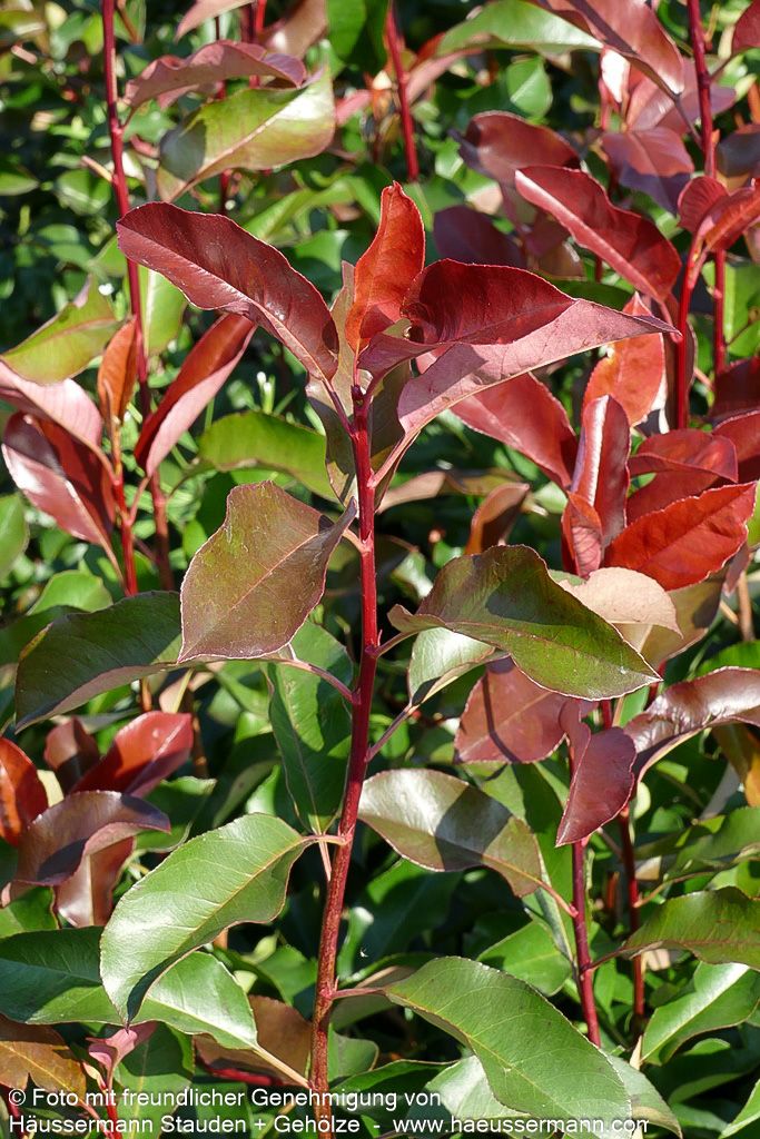 Rotlaubige Glanzmispel 'Red Select' (Photinia fraseri)