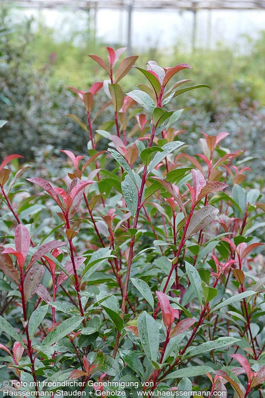 Rotlaubige Glanzmispel 'Robusta Compacta' (Photinia fraseri)