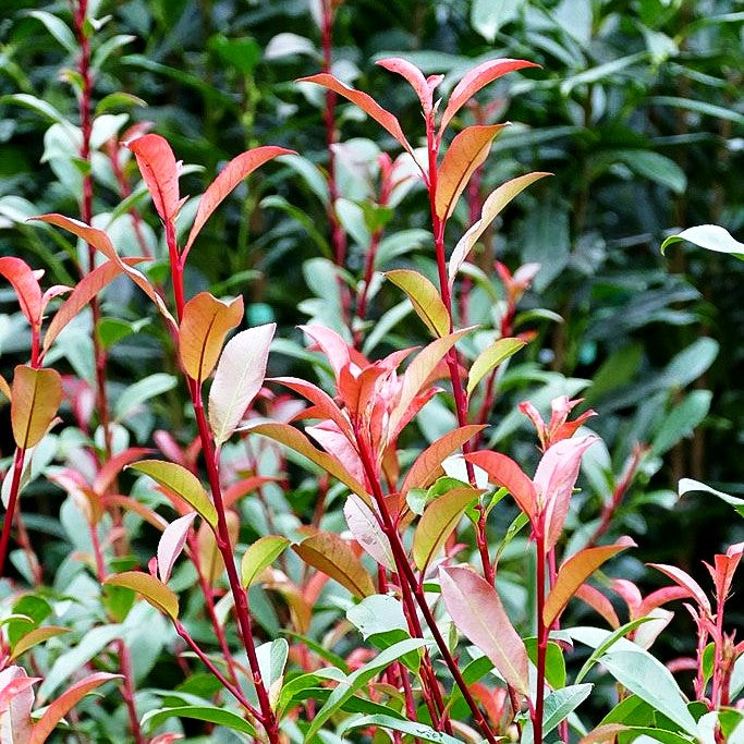 photinia fraseri robusta compacta giftig Rotlaubige Glanzmispel 'Robusta Compacta' (Photinia fraseri) kaufen –  pflanzenmax.de