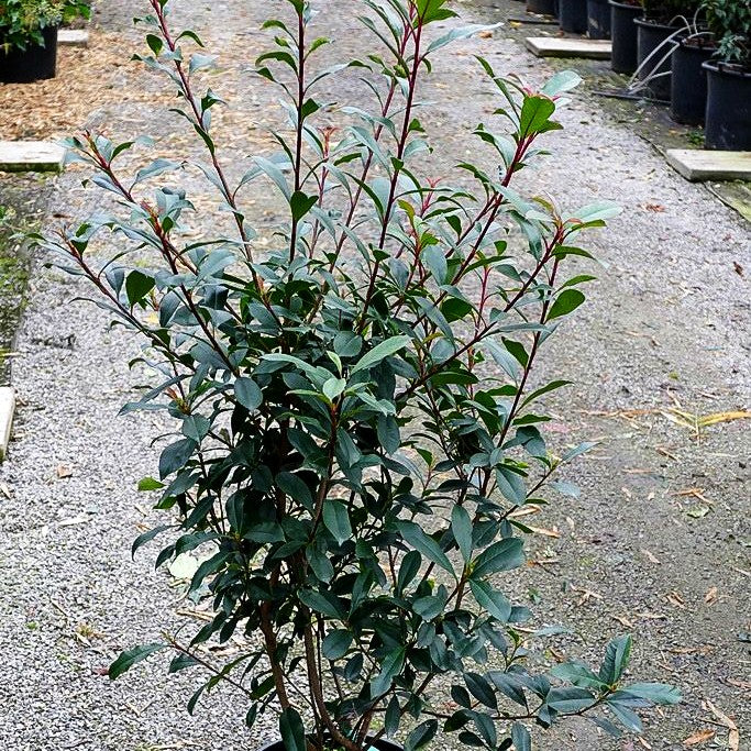 Rotlaubige Glanzmispel 'Robusta Compacta' (Photinia fraseri) kaufen –  pflanzenmax.de