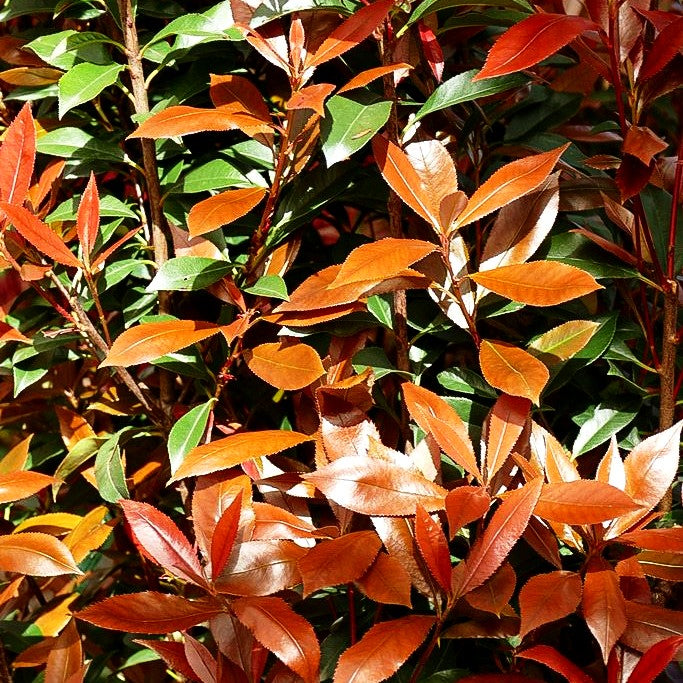 Rotlaubige Glanzmispel 'Robusta Compacta' (Photinia fraseri)