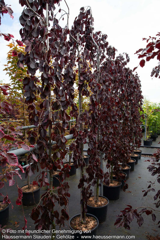 Rotlaubige Hänge-Buche 'Purple Fountain' (Fagus sylvatica)