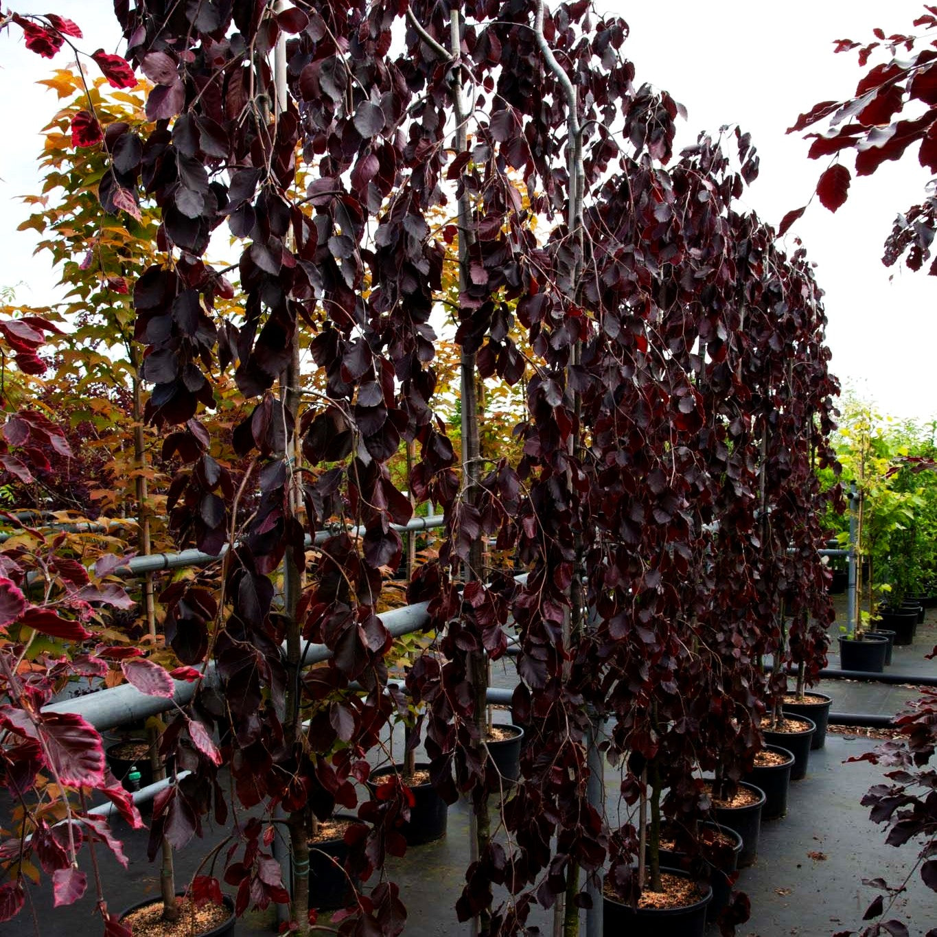 Rotlaubige Hänge-Buche 'Purple Fountain' (Fagus sylvatica)