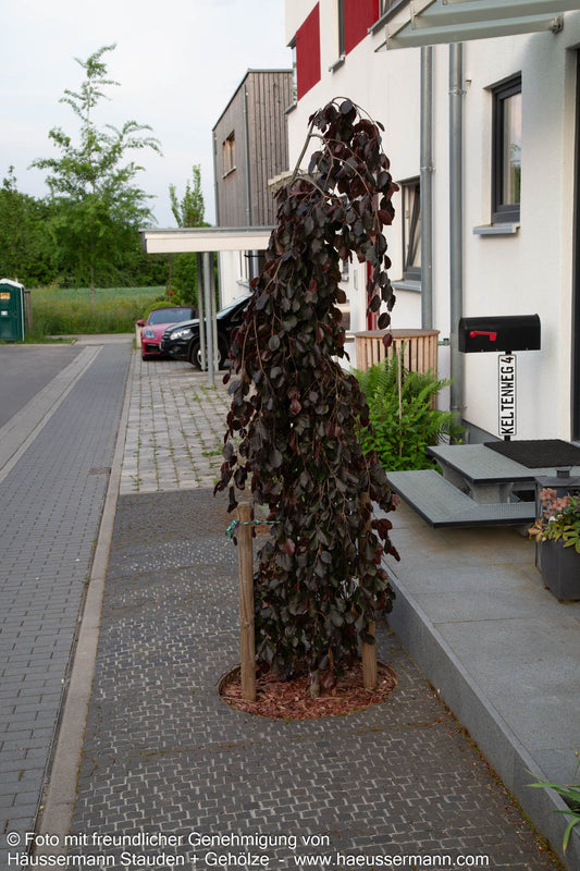 Rotlaubige Hänge-Buche 'Purpurea Pendula' (Fagus sylvatica)