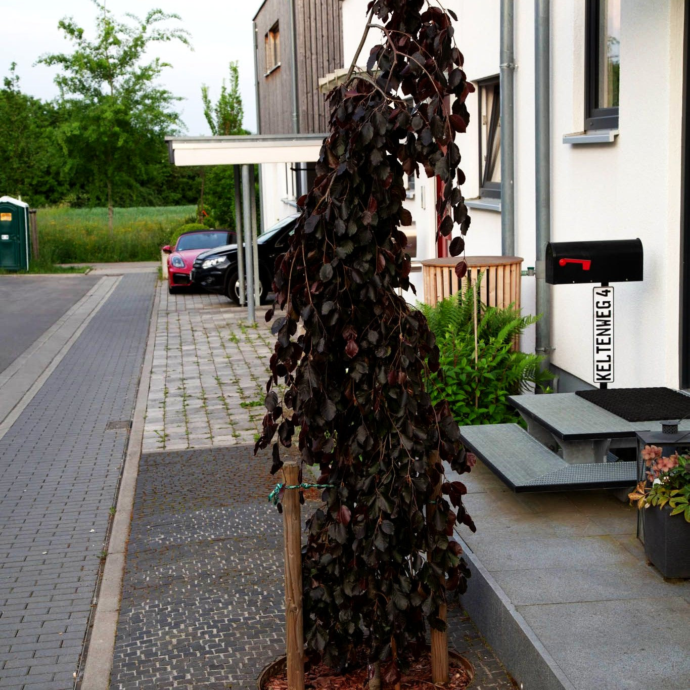 Rotlaubige Hänge-Buche 'Purpurea Pendula' (Fagus sylvatica)