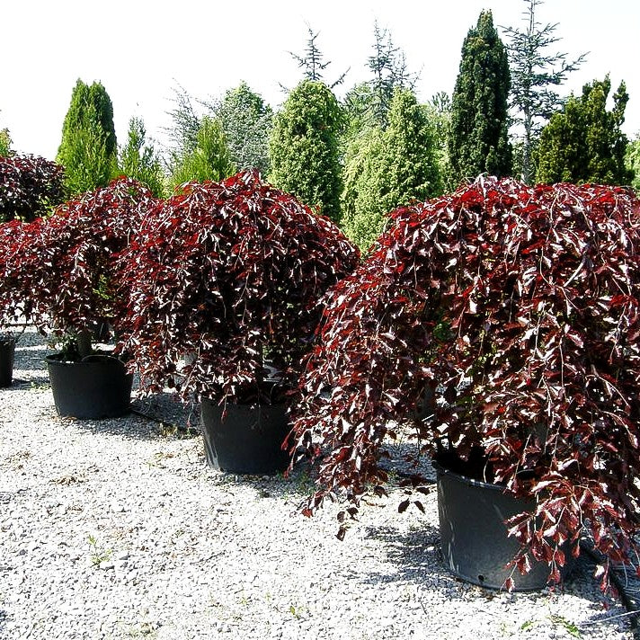 Rotlaubige Hänge-Buche 'Purpurea Pendula' (Fagus sylvatica)