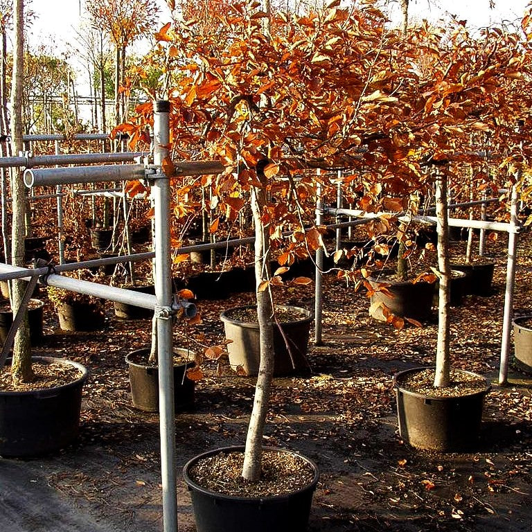 Rotlaubige Hänge-Buche 'Purpurea Pendula' (Fagus sylvatica)
