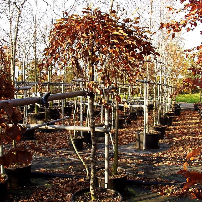 Rotlaubige Hänge-Buche 'Purpurea Pendula' (Fagus sylvatica)