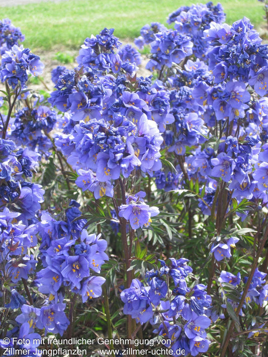 Rotlaubige Jakobsleiter 'Bressingham Purple' (Polemonium yez.)